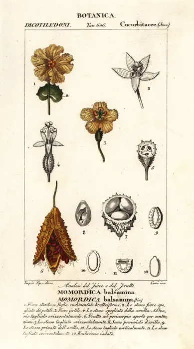 Framed Print : African cucumber, Momordica balsamina Framed Print : African cucumber, Momordica balsamina