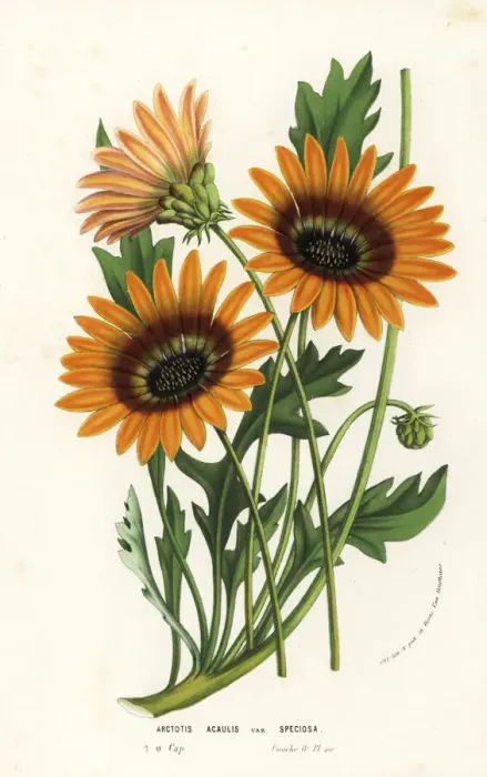 Framed Print : African daisy, Arctotis acaulis
