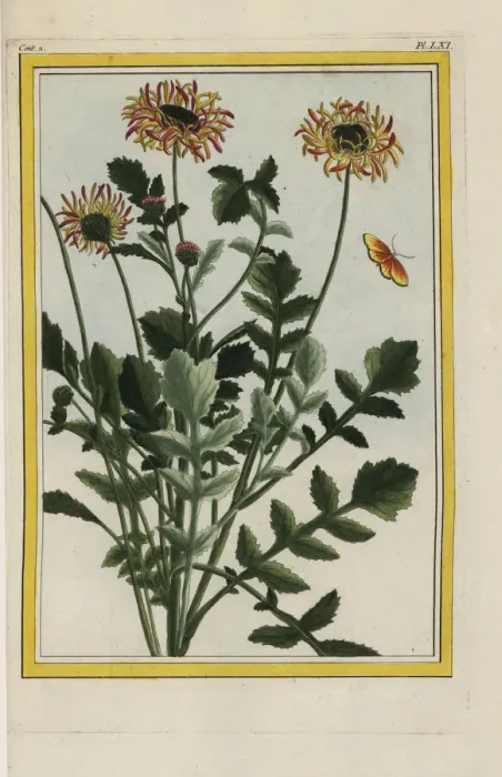 Framed Print : African daisy, Arctotis species Framed Print : African daisy, Arctotis species