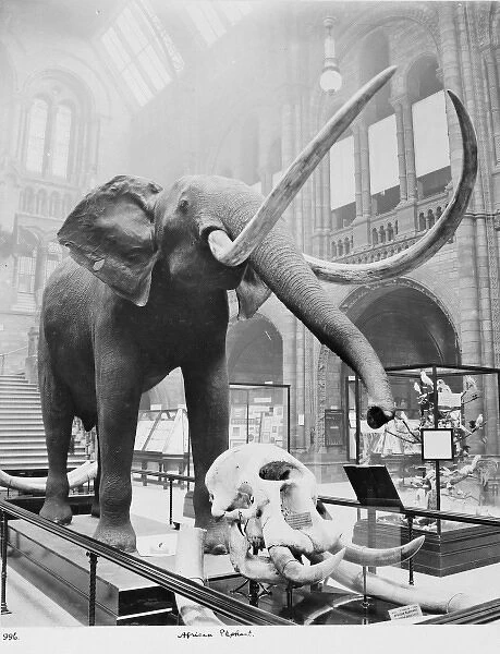African elephant in Central Hall, February 1910