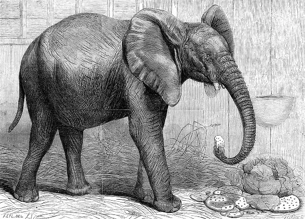 African Elephant at London Zoo, 1865