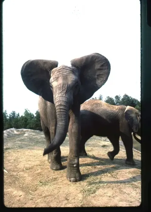 Framed Print : African elephant in the wild Framed Print : African elephant in the wild