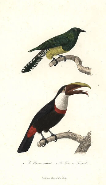 African emerald cuckoo and black-mandibled toucan