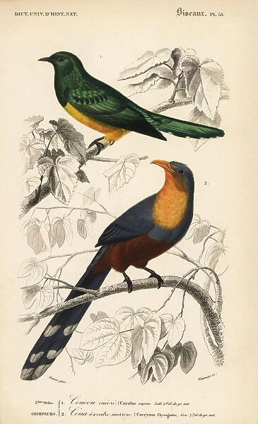 African emerald cuckoo and red-billed malkoha