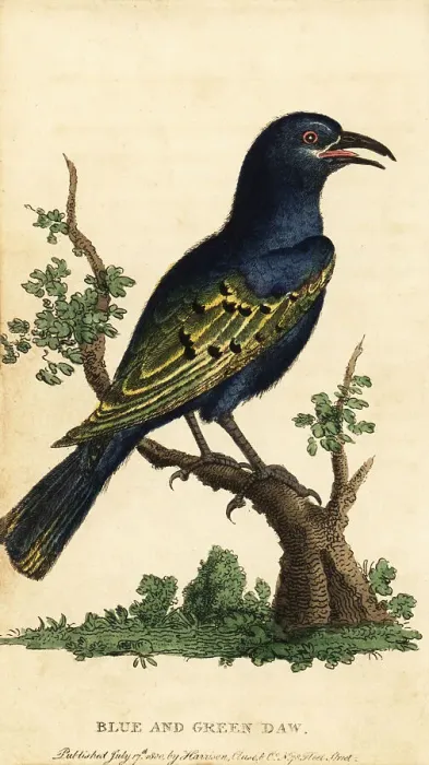 Framed Print : African glossy starling, Lamprotornis species Framed Print : African glossy starling, Lamprotornis species