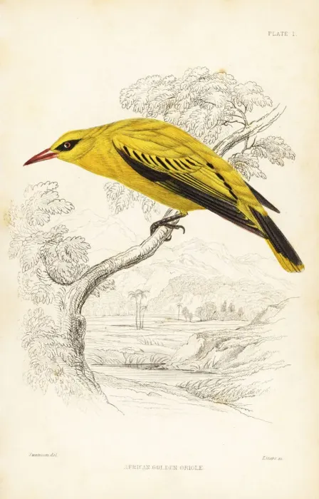 Framed Print : African golden oriole, Oriolus auratus Framed Print : African golden oriole, Oriolus auratus