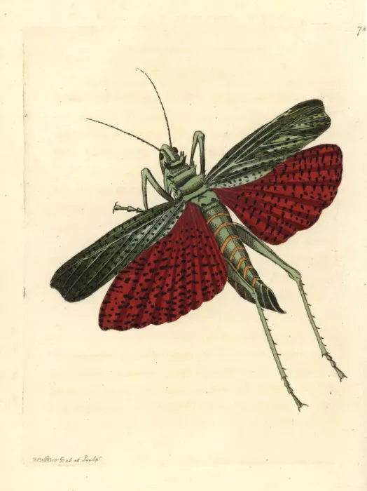 Framed Print : African grasshopper or milkweed locust, Phymateus cinctus Framed Print : African grasshopper or milkweed locust, Phymateus cinctus