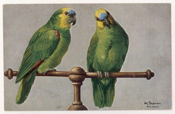 African Green Parrot