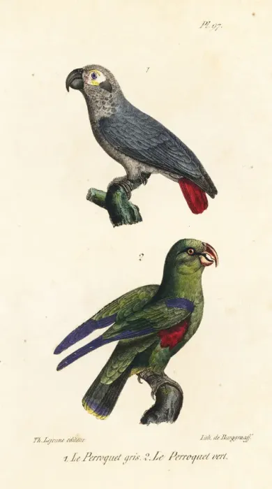 Framed Print : African grey parrot and green parakeet Framed Print : African grey parrot and green parakeet