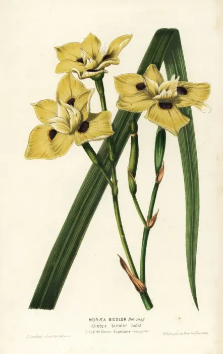 Framed Print : African iris, Dietes bicolor Framed Print : African iris, Dietes bicolor