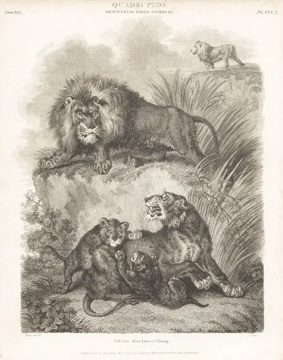 Framed Print : African lion, lioness and cubs, Panthera leo Framed Print : African lion, lioness and cubs, Panthera leo