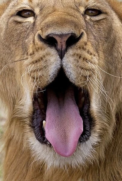 African Lion - lioness with mouth open