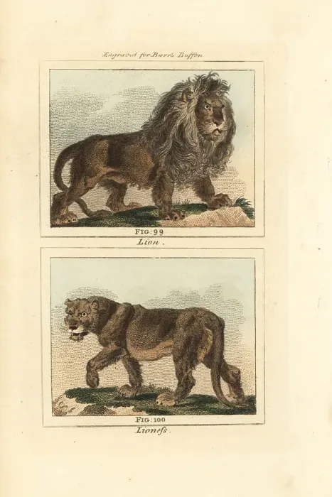 Framed Print : African lion and lioness, Panthera leo Framed Print : African lion and lioness, Panthera leo