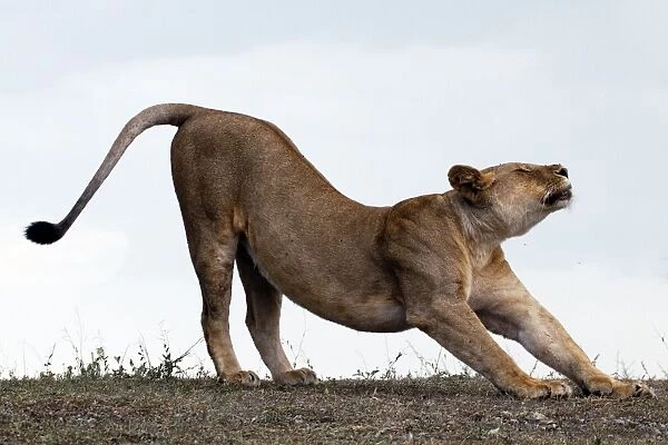 African Lion - lioness stretching before hunt