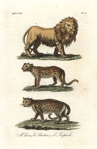 African lion, panther or leopard