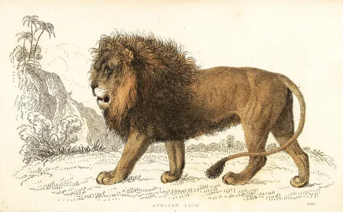 Framed Print : African lion, Panthera leo. Vulnerable Framed Print : African lion, Panthera leo. Vulnerable