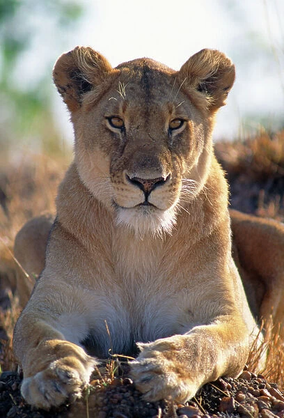 African Lioness close up of female ...