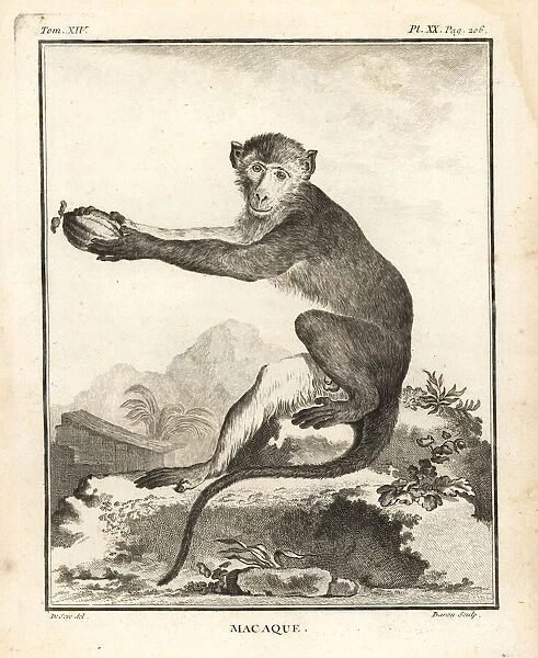 African macaque species, Cercopithecus angolensis major