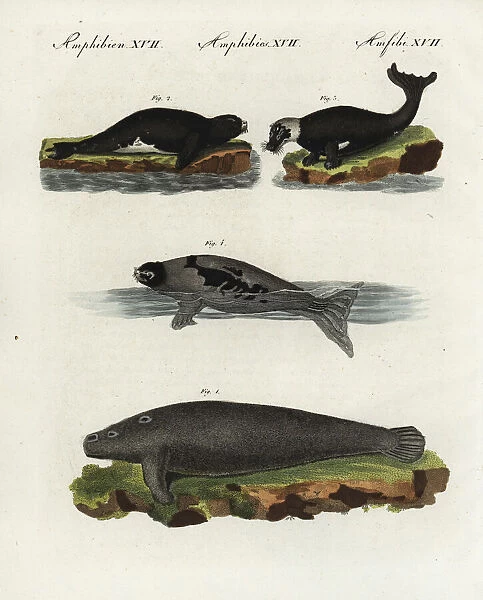 African manatee, harbour seal and harp seal