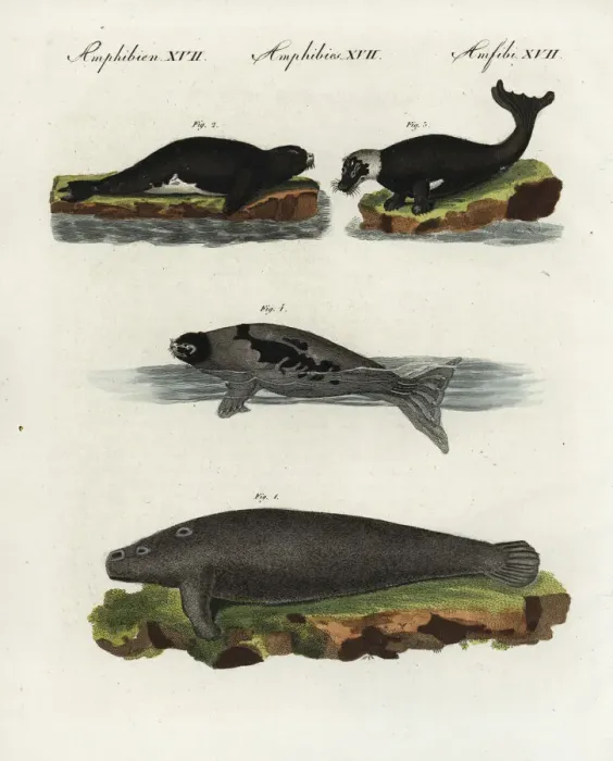 Framed Print : African manatee, harbour seal and harp seal Framed Print : African manatee, harbour seal and harp seal