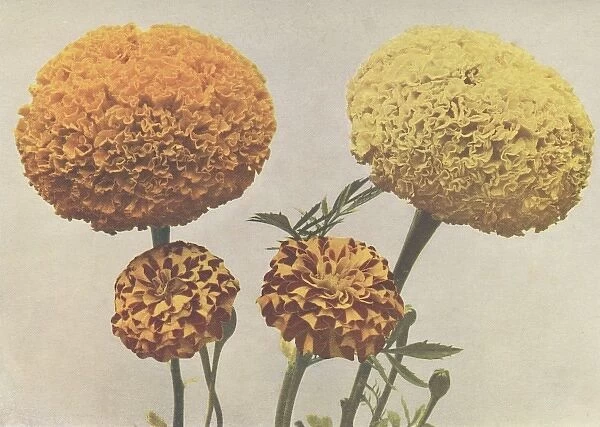 African marigold and French marigold