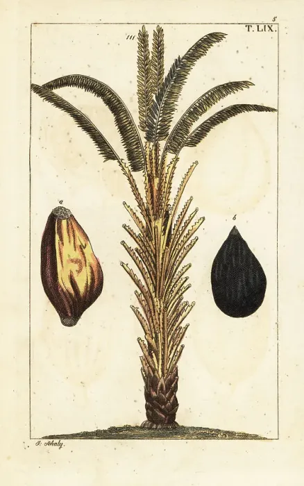 Framed Print : African oil palm tree with fruit, Elaeis guineensis Framed Print : African oil palm tree with fruit, Elaeis guineensis