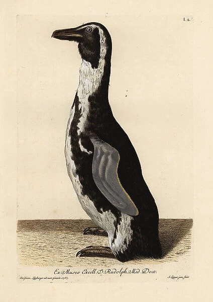 African penguin, Spheniscus demersus