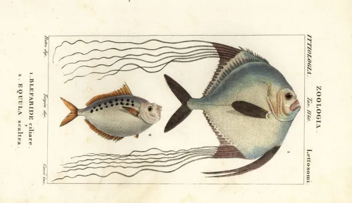 Framed Print : African pompano and ponyfish Framed Print : African pompano and ponyfish