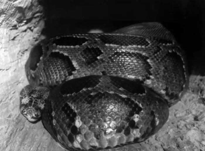 Framed Print : African Python Framed Print : African Python