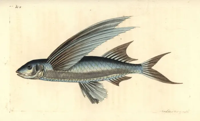 Framed Print : African sailfin flyingfish, Parexocoetus mento Framed Print : African sailfin flyingfish, Parexocoetus mento
