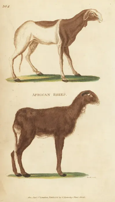 Framed Print : African sheep or Cape sheep, Ovis aries guineensis Framed Print : African sheep or Cape sheep, Ovis aries guineensis