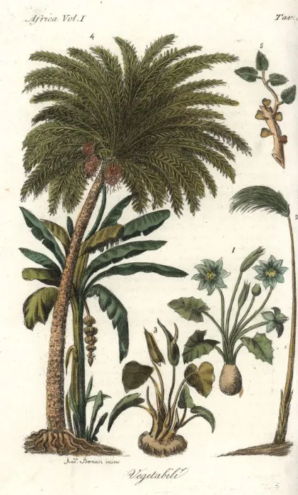 Framed Print : African vegetation including papyrus, date Framed Print : African vegetation including papyrus, date