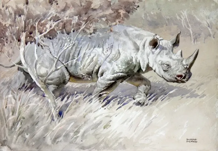 Framed Print : An African White Rhino Framed Print : An African White Rhino