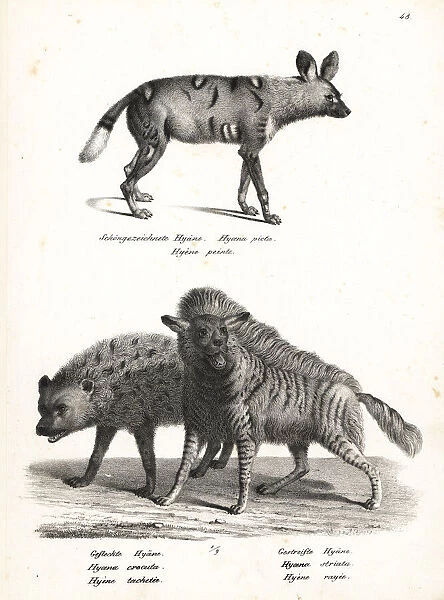 African wild dog, spotted hyena and striped hyena