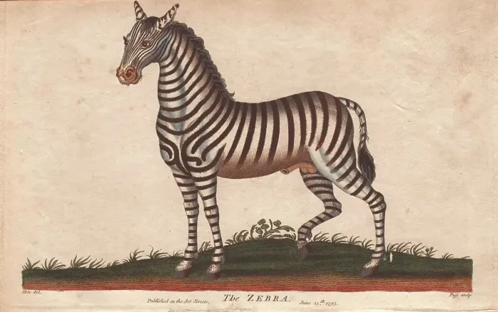 Framed Print : African zebra or Equus zebra Framed Print : African zebra or Equus zebra