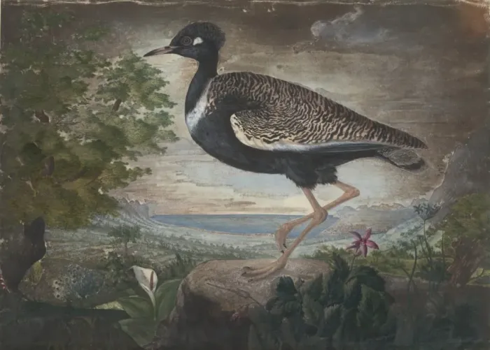 Framed Print : Afrotis afra, black bustard Framed Print : Afrotis afra, black bustard