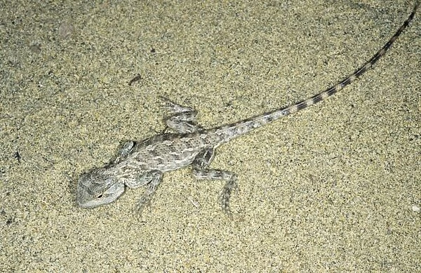 Agama  /  Agamid Lizard - camouflaged by sand pattern