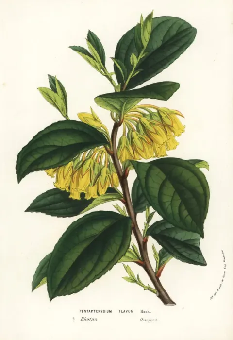 Framed Print : Agapetes flava Framed Print : Agapetes flava