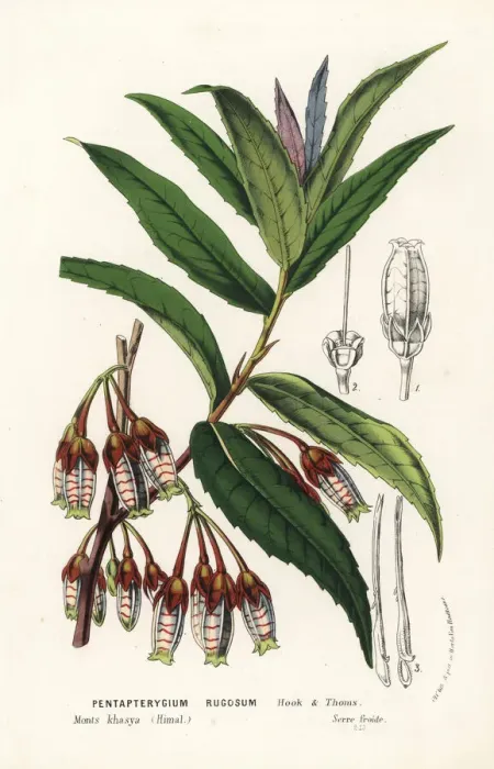 Framed Print : Agapetes incurvata Framed Print : Agapetes incurvata