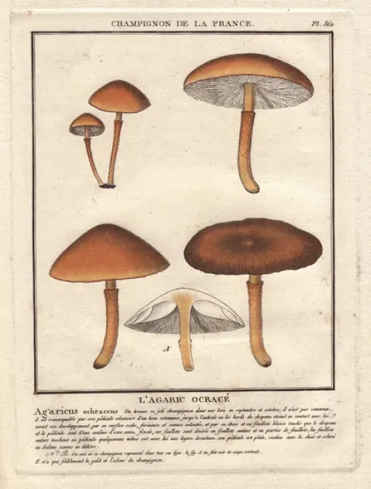 Framed Print : Agaric mushroom, Agaricus ochraceus Framed Print : Agaric mushroom, Agaricus ochraceus