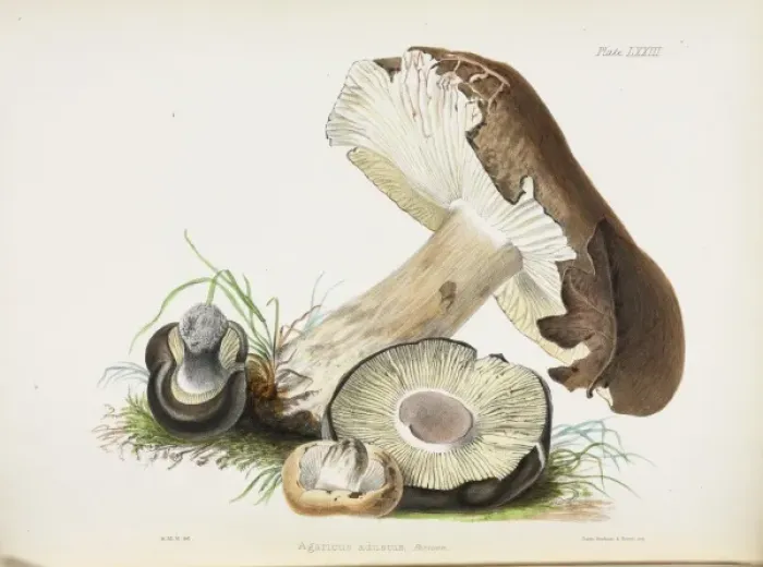 Framed Print : Agaricus adustus Framed Print : Agaricus adustus