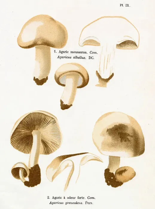 Framed Print : AGARICUS ALBELLUS AGARICUS GRAVEOLENS (edible) Date: 1876 Framed Print : AGARICUS ALBELLUS AGARICUS GRAVEOLENS (edible) Date: 1876