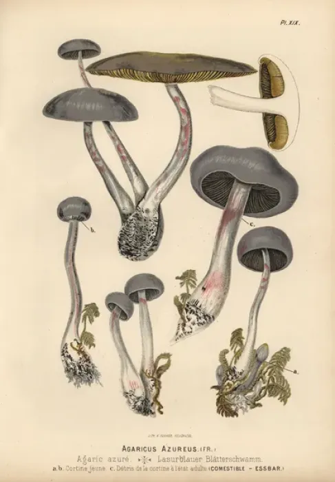 Framed Print : Agaricus azureus, agaric azure, edible Framed Print : Agaricus azureus, agaric azure, edible
