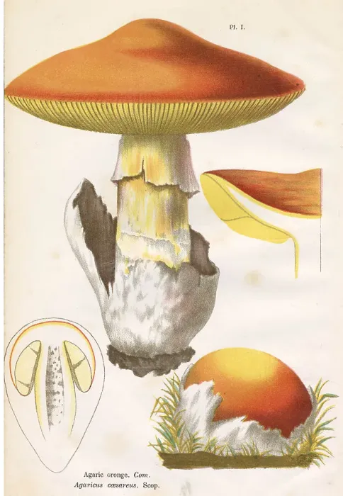 Framed Print : AGARICUS CAESAREUS (edible) Date: 1876 Framed Print : AGARICUS CAESAREUS (edible) Date: 1876