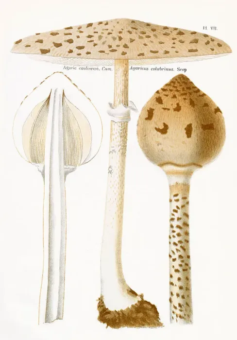 Framed Print : AGARICUS COLUBRINUS (edible) Date: 1876 Framed Print : AGARICUS COLUBRINUS (edible) Date: 1876