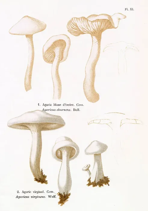 Framed Print : AGARICUS EBURNEUS AGARICUS VIRGINEUS (edible) Date: 1876 Framed Print : AGARICUS EBURNEUS AGARICUS VIRGINEUS (edible) Date: 1876