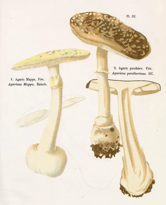 Framed Print : AGARICUS MAPPA (left) AGARICUS PANTHERINUS (right) (poisonous) Date: 1876 Framed Print : AGARICUS MAPPA (left) AGARICUS PANTHERINUS (right) (poisonous) Date: 1876