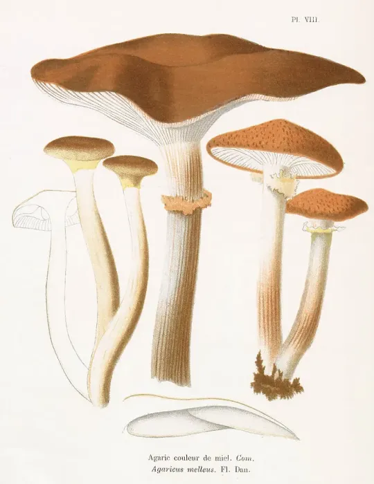 Framed Print : AGARICUS MELLEUS (edible) Date: 1876