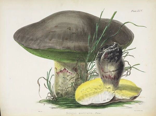 Agaricus mutabilis. Plate XXVII taken from Illustrations of British Mycology by Hussey