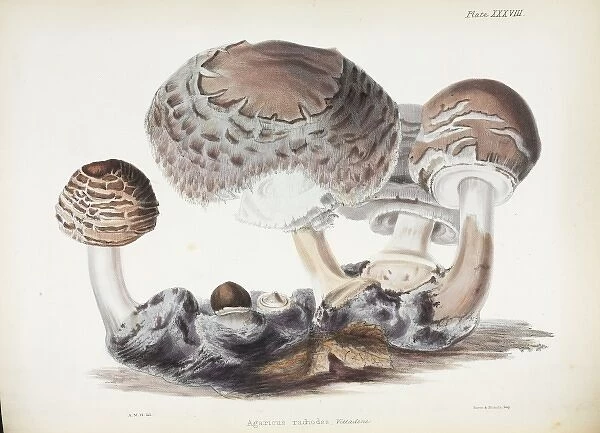 Agaricus rachodes. Plate XXXVIII taken from Illustrations of British Mycology by Hussey